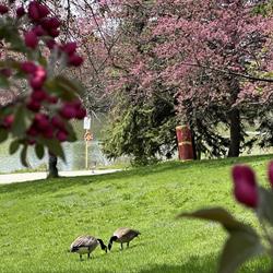 Canada Geese &amp; Spring Blossoms